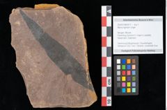 Foto (Objekt + Etikett) von Myrica lignitum (Unger) Saporta (NHMW-GEO-2024-0188-0517)